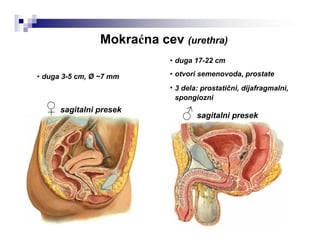 Mokraćna cev (urethra)
•
•
•
duga 17-22 cm
otvori semenovoda, prostate
3 dela: prostatični, dijafragmalni,
spongiozni
♂ sagitalni presek
• duga 3-5 cm, Ø ~7 mm
♀ sagitalni presek
 