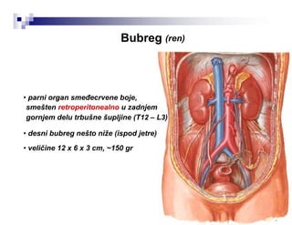 Bubreg (ren)
• parni organ smeđecrvene boje,
smešten retroperitonealno u zadnjem
gornjem delu trbušne šupljine (T12 – L3)
• desni bubreg nešto niže (ispod jetre)
• veličine 12 x 6 x 3 cm, ~150 gr
 