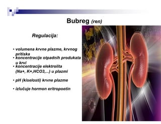 Bubreg (ren)
Regulacija:
• volumena krvne plazme, krvnog
pritiska
• koncentracije otpadnih produkata
u krvi
• koncentracije elektrolita
(Na+, K+,HCO3,...) u plazmi
• pH (kiselosti) krvne plazme
• izlučuje hormon eritropoetin
 