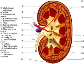 Građa bubrega:
1. Malpigijeva
piramida ,
2. Interlobularne
arterije,
3. Bubrežna arterija,
4. Bubrežna vena,
5. Hilus,
6. Bubrežna karlica,
7. Mokraćovod,
8. Mala bubrežna
čašica,
9. Fibrozna kapsula,
10. Donji pol,
11. Gornji pol,
12. Interlobularna
vena,
13. Nefron,
14. Bubrežna duplja,
15. Velika bubrežna
čašica,
16. Papile,
17. Bertinijeva
kolomna
 
