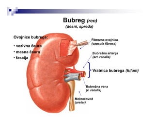Bubreg (ren)
(desni, spreda)
Ovojnice bubrega:
Fibrozna ovojnica
(capsula fibrosa)
•
•
•
vezivna čaura
masna
fascija
čaura Bubrežna arterija
(art. renalis)
Vratnica bubrega (hilum)
Bubrežna vena
(v. renalis)
Mokraćovod
(ureter)
 