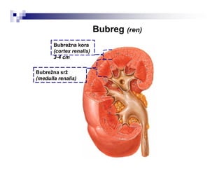 Bubreg (ren)
Bubrežna srž
(medulla renalis)
Bubrežna kora
(cortex renalis)
3-4 cm
 