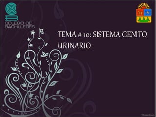 TEMA # 10: SISTEMA GENITO
URINARIO
 