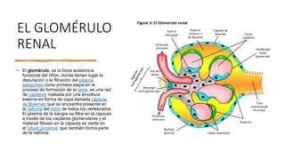 Glomerulo Riñon Urinario.pdf