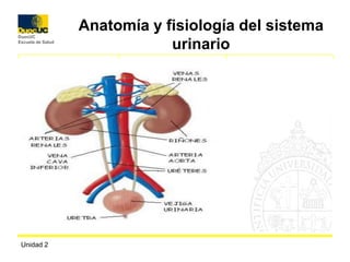 Unidad 2 Anatomía y fisiología del sistema urinario 