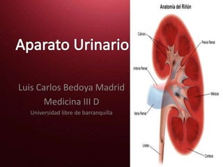 Aparato Urinario Luis Carlos Bedoya Madrid Medicina III D  Universidad libre de barranquilla 
