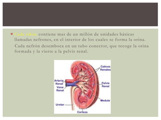  Cada riñón contiene mas de un millón de unidades básicas
llamadas nefrones, en el interior de los cuales se forma la orina.
Cada nefrón desemboca en un tubo conector, que recoge la orina
formada y la vierte a la pelvis renal.
 