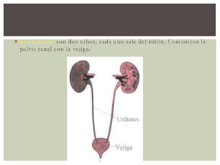  Los uréteres son dos tubos, cada uno sale del riñón. Comunican la
pelvis renal con la vejiga.
 