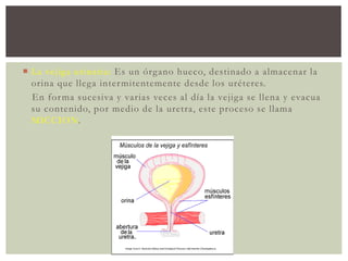  La vejiga urinaria: Es un órgano hueco, destinado a almacenar la
orina que llega intermitentemente desde los uréteres.
En forma sucesiva y varias veces al día la vejiga se llena y evacua
su contenido, por medio de la uretra, este proceso se llama
MICCION.
 