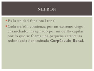 NEFRÓN
Es la unidad funcional renal
Cada nefrón comienza por un extremo ciego
ensanchado, invaginado por un ovillo capilar,
por lo que se forma una pequeña estructura
redondeada denominada Corpúsculo Renal.
 