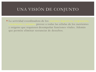 UNA VISIÓN DE CONJUNTO
 La actividad coordinadora de los sistemas digestivos, respiratorio,
circulatorio y urinario provee a todas las células de los nutrientes
y oxigeno que requieren desempeñar funciones vitales. Además
que permite eliminar sustancias de desechos.
 