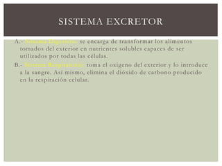 SISTEMA EXCRETOR
A.- Sistema Digestivo: se encarga de transformar los alimentos
tomados del exterior en nutrientes solubles capaces de ser
utilizados por todas las células.
B.- Sistema Respiratorio: toma el oxigeno del exterior y lo introduce
a la sangre. Así mismo, elimina el dióxido de carbono producido
en la respiración celular.
 