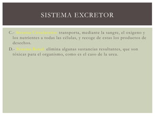 SISTEMA EXCRETOR
C.- Sistema Circulatorio: transporta, mediante la sangre, el oxigeno y
los nutrientes a todas las células, y recoge de estas los productos de
desechos.
D.- Sistema Renal: elimina algunas sustancias resultantes, que son
tóxicas para el organismo, como es el caso de la urea.
 