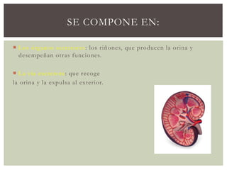SE COMPONE EN:
 Los órganos secretores: los riñones, que producen la orina y
desempeñan otras funciones.
 La vía excretora: que recoge
la orina y la expulsa al exterior.
 