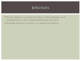 RIÑONES
 Par de órganos con forma de frijol o haba ubicados en el
retroperitoneo sobre la pared abdominal posterior.
 El borde lateral es convexo y el medial es cóncavo.
 