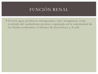 FUNCIÓN RENAL
 Excreta agua, productos nitrogenados, sales inorgánicas, como
resultado del catabolismo proteico, regulando así la osmolaridad de
los fluidos corporales, el balance de electrolitos, y de pH.
 