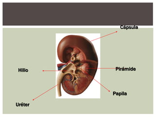 Cápsula
Hilio
Uréter
Pirámide
Papila
 