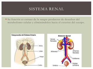 SISTEMA RENAL
 Su función es extraer de la sangre productos de desechos del
metabolismo celular y eliminándolos hacia el exterior del cuerpo.
 