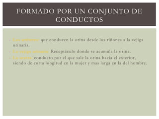 FORMADO POR UN CONJUNTO DE
CONDUCTOS
- Los uréteres: que conducen la orina desde los riñones a la vejiga
urinaria.
- La vejiga urinaria: Receptáculo donde se acumula la orina.
- La uretra: conducto por el que sale la orina hacia el exterior,
siendo de corta longitud en la mujer y mas larga en la del hombre.
 