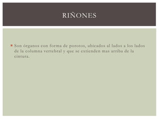 RIÑONES
 Son órganos con forma de porotos, ubicados al lados a los lados
de la columna vertebral y que se extienden mas arriba de la
cintura.
 