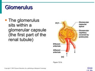 Glomerulus Slide 15.9b Copyright © 2003 Pearson Education, Inc. publishing as Benjamin Cummings The glomerulus sits within a glomerular capsule (the first part of the renal tubule) Figure 15.3c 
