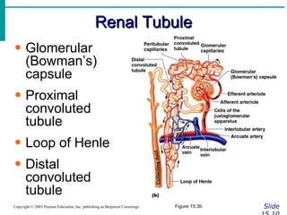 Renal Tubule Slide 15.10 Copyright © 2003 Pearson Education, Inc. publishing as Benjamin Cummings Glomerular (Bowman’s) capsule Proximal convoluted tubule Loop of Henle Distal convoluted tubule Figure 15.3b 
