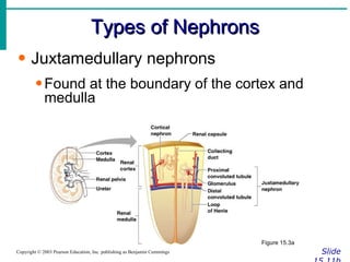 Types of Nephrons Slide 15.11b Copyright © 2003 Pearson Education, Inc. publishing as Benjamin Cummings Juxtamedullary nephrons Found at the boundary of the cortex and medulla Figure 15.3a 