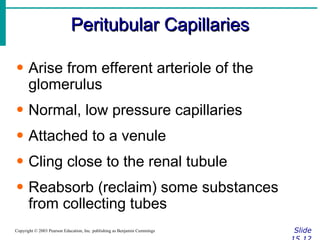 Peritubular Capillaries Slide 15.12 Copyright © 2003 Pearson Education, Inc. publishing as Benjamin Cummings Arise from efferent arteriole of the glomerulus Normal, low pressure capillaries Attached to a venule Cling close to the renal tubule Reabsorb (reclaim) some substances from collecting tubes 