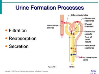 Urine Formation Processes Slide 15.13 Copyright © 2003 Pearson Education, Inc. publishing as Benjamin Cummings Filtration Reabsorption Secretion Figure 15.4 