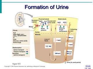 Formation of Urine Slide 15.18 Copyright © 2003 Pearson Education, Inc. publishing as Benjamin Cummings Figure 15.5 