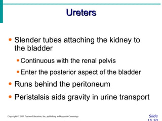Ureters Slide 15.20 Copyright © 2003 Pearson Education, Inc. publishing as Benjamin Cummings Slender tubes attaching the kidney to the bladder Continuous with the renal pelvis Enter the posterior aspect of the bladder Runs behind the peritoneum Peristalsis aids gravity in urine transport 