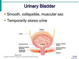 Urinary Bladder Slide 15.21a Copyright © 2003 Pearson Education, Inc. publishing as Benjamin Cummings Smooth, collapsible, muscular sac Temporarily stores urine Figure 15.6 