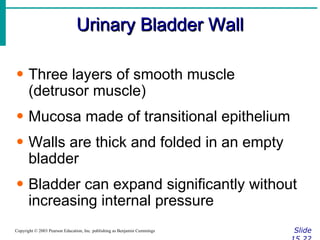Urinary Bladder Wall Slide 15.22 Copyright © 2003 Pearson Education, Inc. publishing as Benjamin Cummings Three layers of smooth muscle (detrusor muscle) Mucosa made of transitional epithelium Walls are thick and folded in an empty bladder Bladder can expand significantly without increasing internal pressure 