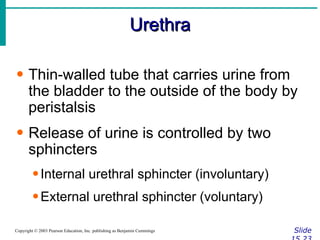 Urethra Slide 15.23 Copyright © 2003 Pearson Education, Inc. publishing as Benjamin Cummings Thin-walled tube that carries urine from the bladder to the outside of the body by peristalsis Release of urine is controlled by two sphincters Internal urethral sphincter (involuntary) External urethral sphincter (voluntary) 