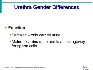 Urethra Gender Differences Slide 15.24b Copyright © 2003 Pearson Education, Inc. publishing as Benjamin Cummings Function Females – only carries urine Males – carries urine and is a passageway for sperm cells 