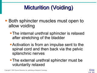 Micturition (Voiding) Slide 15.25 Copyright © 2003 Pearson Education, Inc. publishing as Benjamin Cummings Both sphincter muscles must open to allow voiding The internal urethral sphincter is relaxed after stretching of the bladder Activation is from an impulse sent to the spinal cord and then back via the pelvic splanchnic nerves The external urethral sphincter must be voluntarily relaxed 