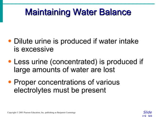 Maintaining Water Balance Slide 15.30 Copyright © 2003 Pearson Education, Inc. publishing as Benjamin Cummings Dilute urine is produced if water intake is excessive Less urine (concentrated) is produced if large amounts of water are lost Proper concentrations of various electrolytes must be present 