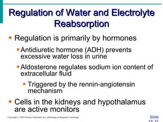 Regulation of Water and Electrolyte Reabsorption Slide 15.31 Copyright © 2003 Pearson Education, Inc. publishing as Benjamin Cummings Regulation is primarily by hormones Antidiuretic hormone (ADH) prevents excessive water loss in urine Aldosterone regulates sodium ion content of extracellular fluid Triggered by the rennin-angiotensin mechanism Cells in the kidneys and hypothalamus are active monitors 