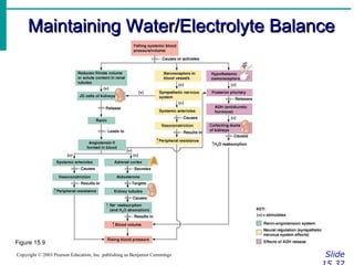 Maintaining Water/Electrolyte Balance Slide 15.32 Copyright © 2003 Pearson Education, Inc. publishing as Benjamin Cummings Figure 15.9 