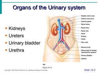 Organs of the Urinary system Slide 15.2 Copyright © 2003 Pearson Education, Inc. publishing as Benjamin Cummings Kidneys Ureters Urinary bladder Urethra Figure 15.1a 
