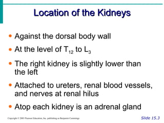 Location of the Kidneys Slide 15.3 Copyright © 2003 Pearson Education, Inc. publishing as Benjamin Cummings Against the dorsal body wall At the level of T 12  to L 3 The right kidney is slightly lower than the left Attached to ureters, renal blood vessels, and nerves at renal hilus Atop each kidney is an adrenal gland 