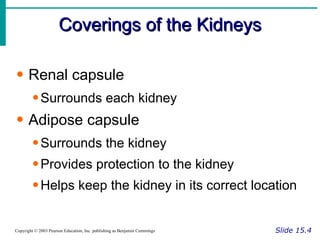 Coverings of the Kidneys Slide 15.4 Copyright © 2003 Pearson Education, Inc. publishing as Benjamin Cummings Renal capsule Surrounds each kidney Adipose capsule Surrounds the kidney Provides protection to the kidney Helps keep the kidney in its correct location 