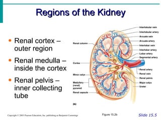Regions of the Kidney Slide 15.5 Copyright © 2003 Pearson Education, Inc. publishing as Benjamin Cummings Renal cortex – outer region Renal medulla – inside the cortex Renal pelvis – inner collecting tube Figure 15.2b 