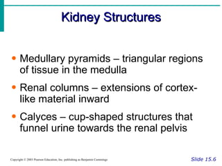 Kidney Structures Slide 15.6 Copyright © 2003 Pearson Education, Inc. publishing as Benjamin Cummings Medullary pyramids – triangular regions of tissue in the medulla Renal columns – extensions of cortex-like material inward Calyces – cup-shaped structures that funnel urine towards the renal pelvis 