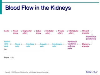 Blood Flow in the Kidneys Slide 15.7 Copyright © 2003 Pearson Education, Inc. publishing as Benjamin Cummings Figure 15.2c 