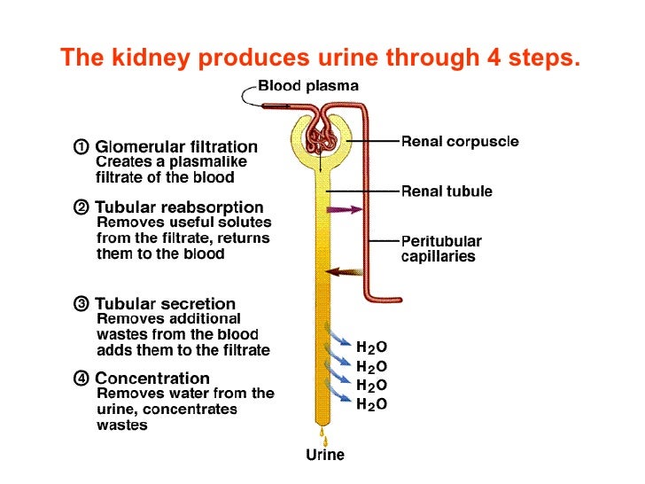 Urinary