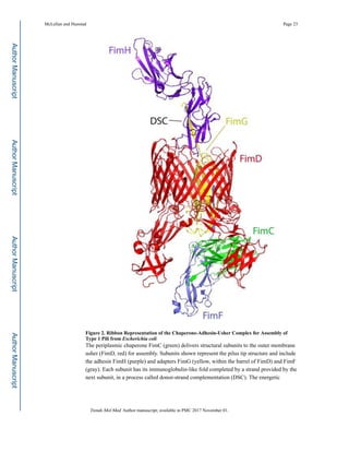 Figure 2. Ribbon Representation of the Chaperone-Adhesin-Usher Complex for Assembly of
Type 1 Pili from Escherichia coli
The periplasmic chaperone FimC (green) delivers structural subunits to the outer membrane
usher (FimD, red) for assembly. Subunits shown represent the pilus tip structure and include
the adhesin FimH (purple) and adapters FimG (yellow, within the barrel of FimD) and FimF
(gray). Each subunit has its immunoglobulin-like fold completed by a strand provided by the
next subunit, in a process called donor-strand complementation (DSC). The energetic
McLellan and Hunstad Page 23
Trends Mol Med. Author manuscript; available in PMC 2017 November 01.
AuthorManuscriptAuthorManuscriptAuthorManuscriptAuthorManuscript
 