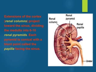 Extensions of the cortex
(renal columns) project
toward the sinus, dividing
the medulla into 6-10
renal pyramids. Each
pyramid is conical with a
blunt point called the
papilla facing the sinus.
vivek
sir
 