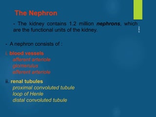 - The kidney contains 1.2 million nephrons, which
are the functional units of the kidney.
- A nephron consists of :
i. blood vessels
afferent arteriole
glomerulus
efferent arteriole
ii. renal tubules
proximal convoluted tubule
loop of Henle
distal convoluted tubule
The Nephron
vivek
sir
 