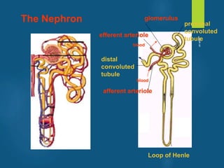 afferent arteriole
glomerulus
efferent arteriole
proximal
convoluted
tubule
distal
convoluted
tubule
Loop of Henle
blood
blood
The Nephron
vivek
sir
 